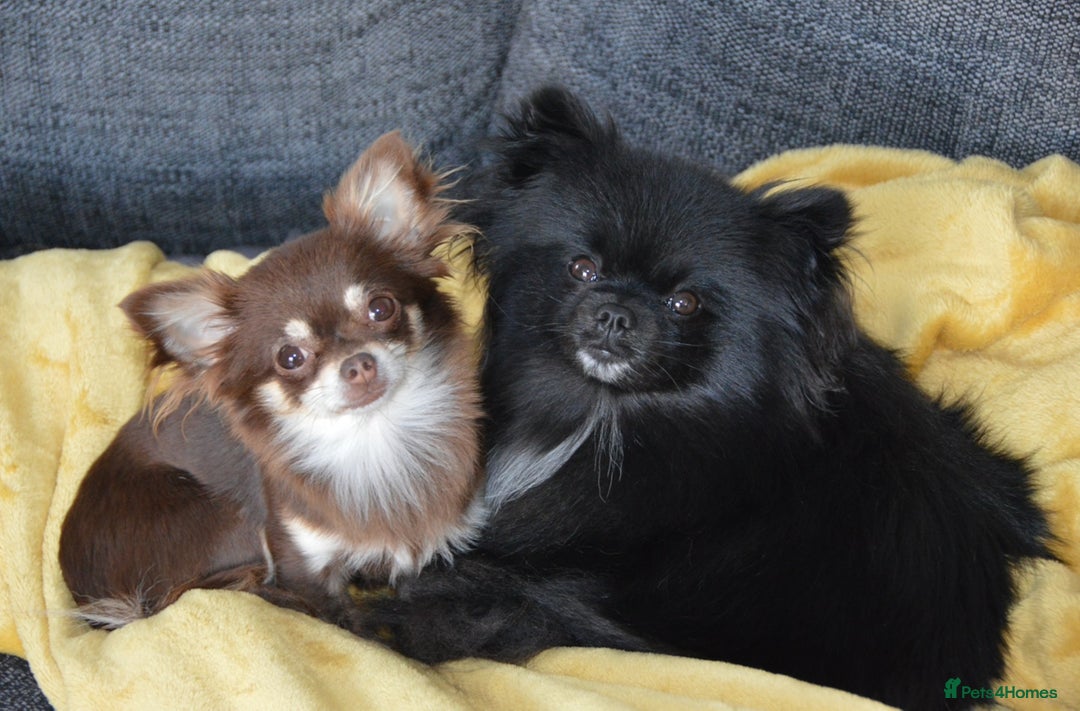 Pomeranian dogs for sale: Beautiful mix of Russian/Chi Tien Pomeranian Pups - Image 12