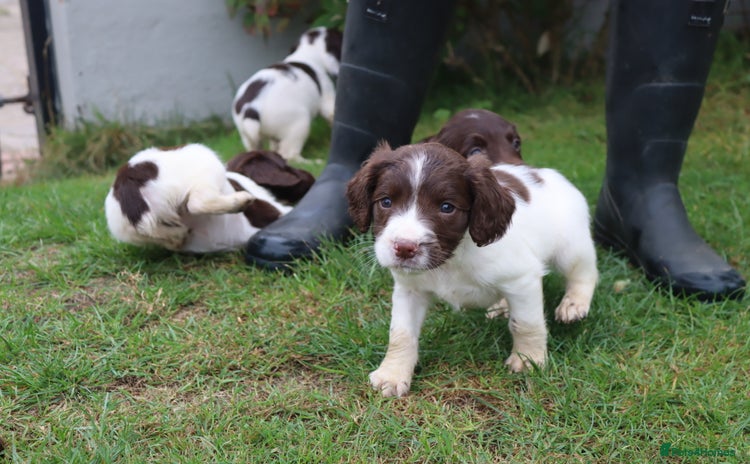 English Springer Spaniel dogs for sale - Advert 1