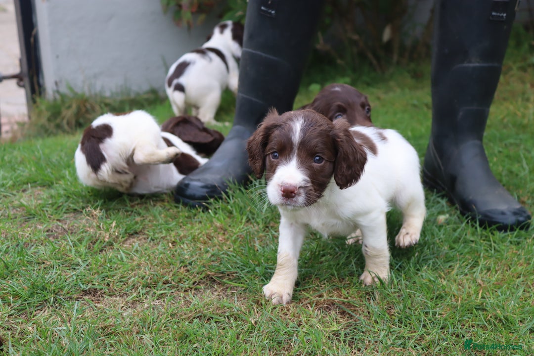 English Springer Spaniel dogs for sale: 2 Lovely Male Springer Spaniels - Image 1