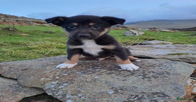 Mixed Breed dogs Lovable Border Collie puppies for sale.  - Advert 2