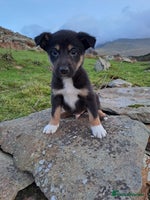 Mixed Breed dogs Lovable Border Collie puppies for sale. - Advert 2