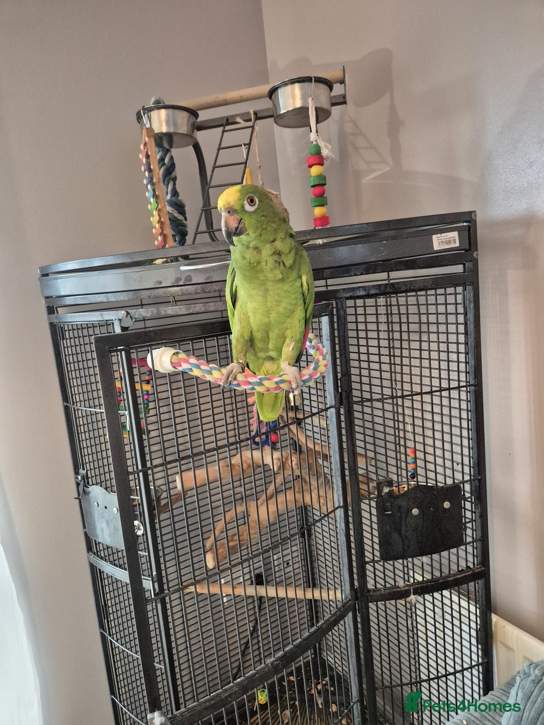 Parrots birds for sale: Yellow fronted Amazon  - Image 2