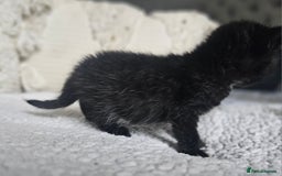 Persian cats for sale: PersianXTortoiseshell Crossbreed Kittens - Image 18