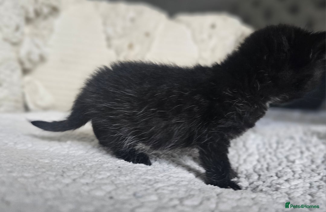 Persian cats for sale: PersianXTortoiseshell Crossbreed Kittens - Image 18