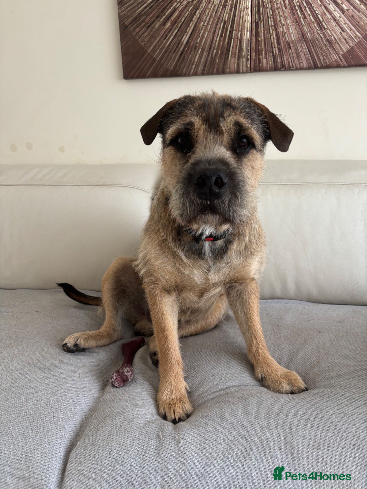 Mixed Breed dogs Loving 1 year old boy mix breed  - Advert 1