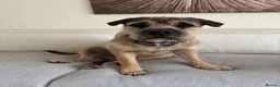 Mixed Breed dogs for sale: Loving 1 year old boy mix breed  in Liverpool - Advert 1