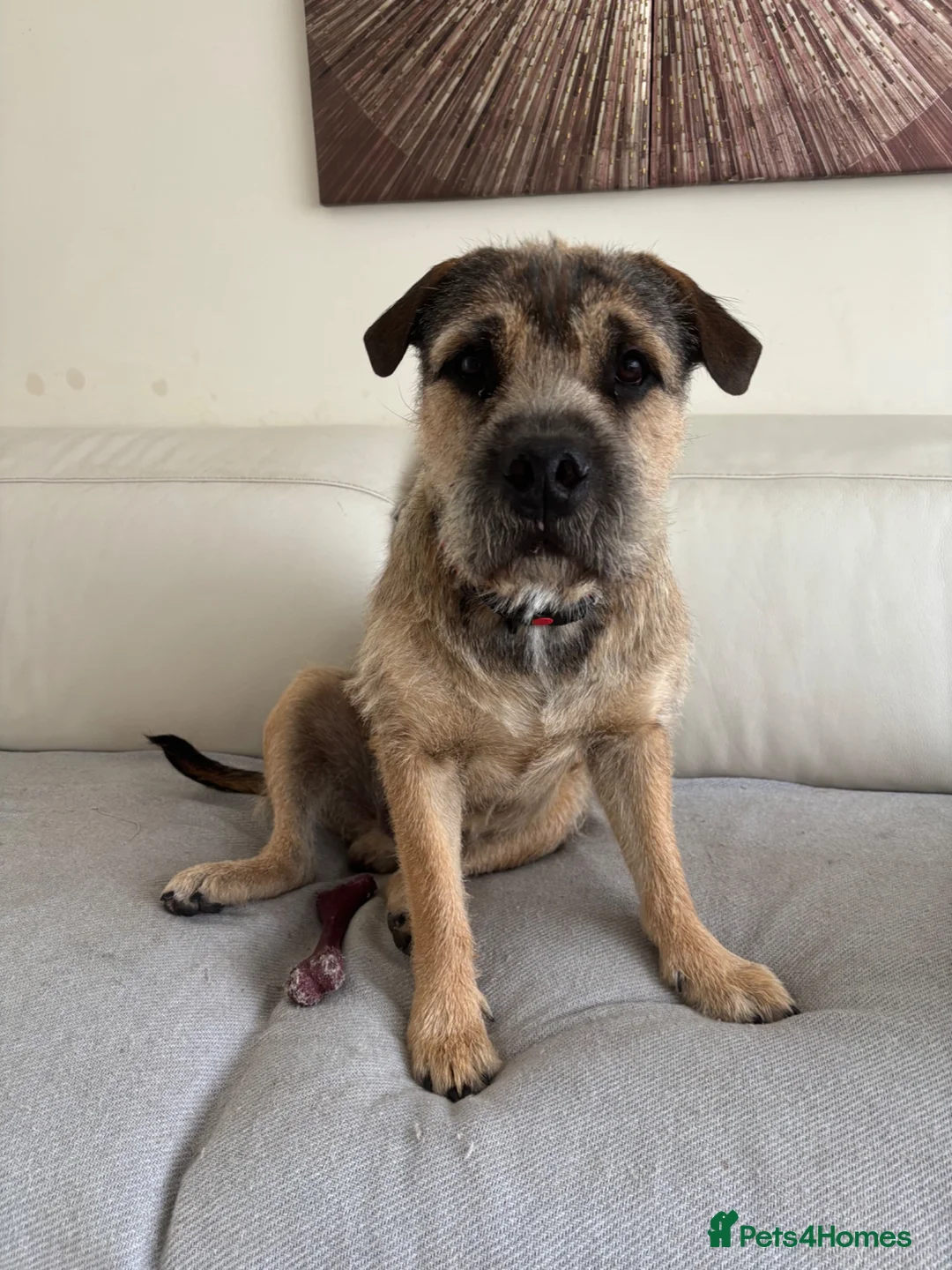 Mixed Breed dogs for sale: Loving 1 year old boy mix breed  in Liverpool - Advert 1