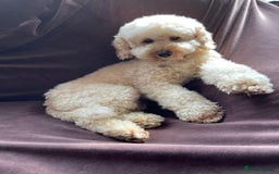 Toy Poodle dogs for sale: Gorgeous Fox Red Toy Poodle Females😍 - Image 11