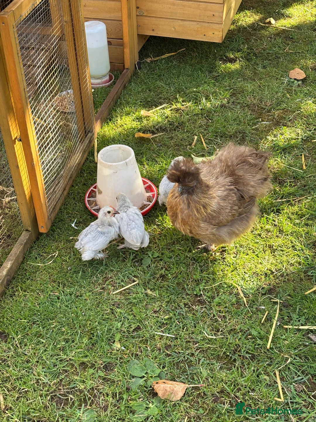 Chickens poultry for sale: Lavender Pekin Chicks - Advert 3