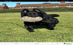 German Shepherd dogs for sale: Gorgeous KC registered German Shepard  - Image 3
