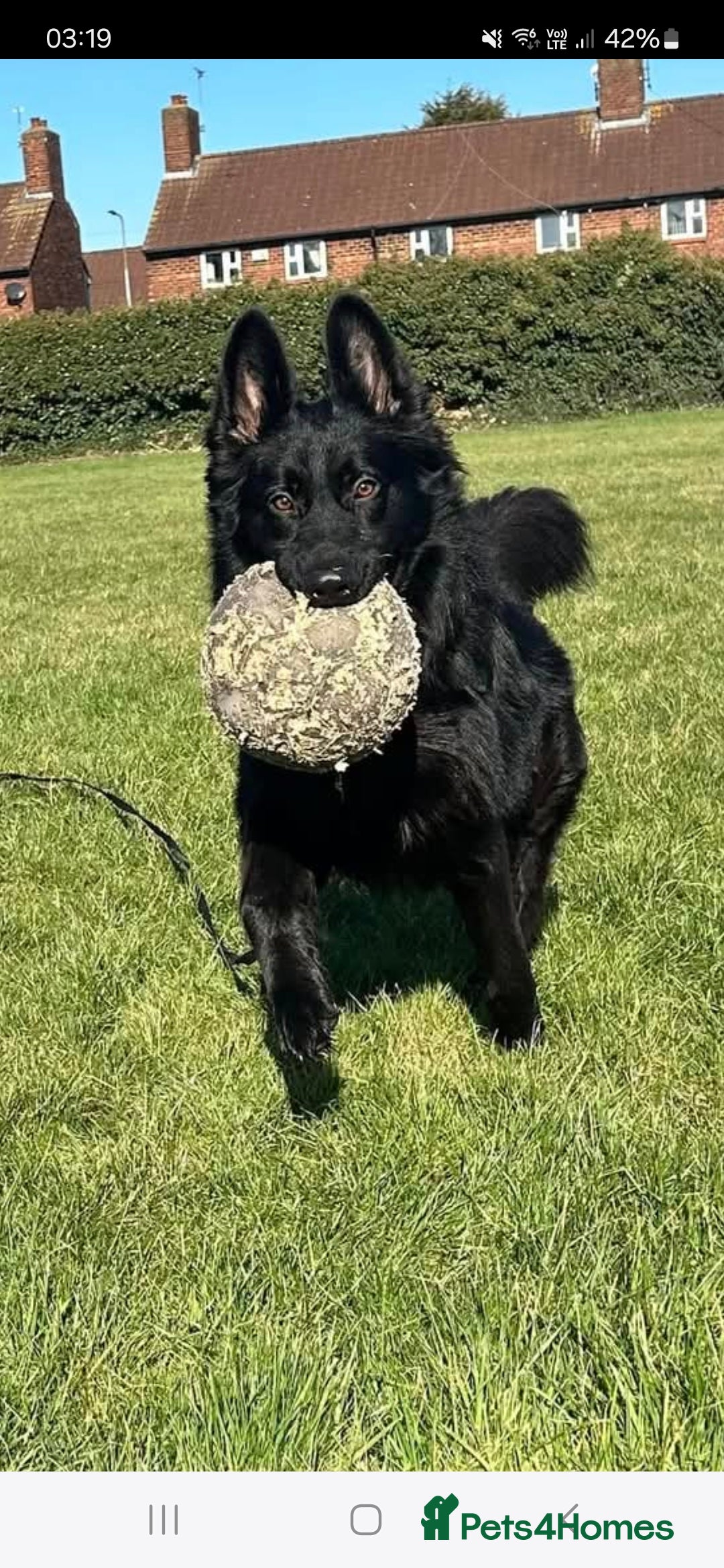 German Shepherd dogs for sale: Gorgeous KC registered German Shepard  - Image 3