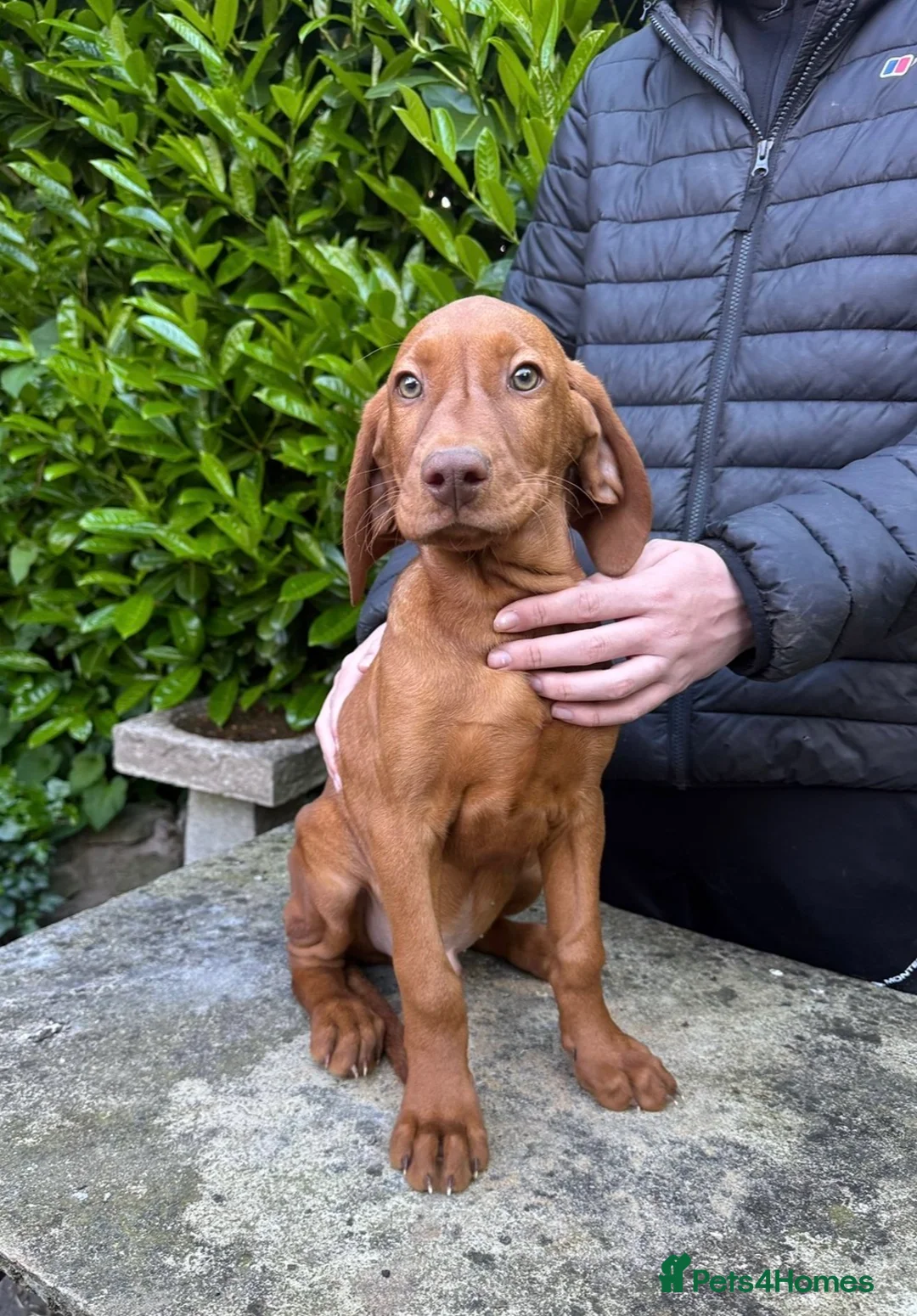 Hungarian Vizsla dogs for sale: Wire haired HungarianVizsla Puppies - Advert 2