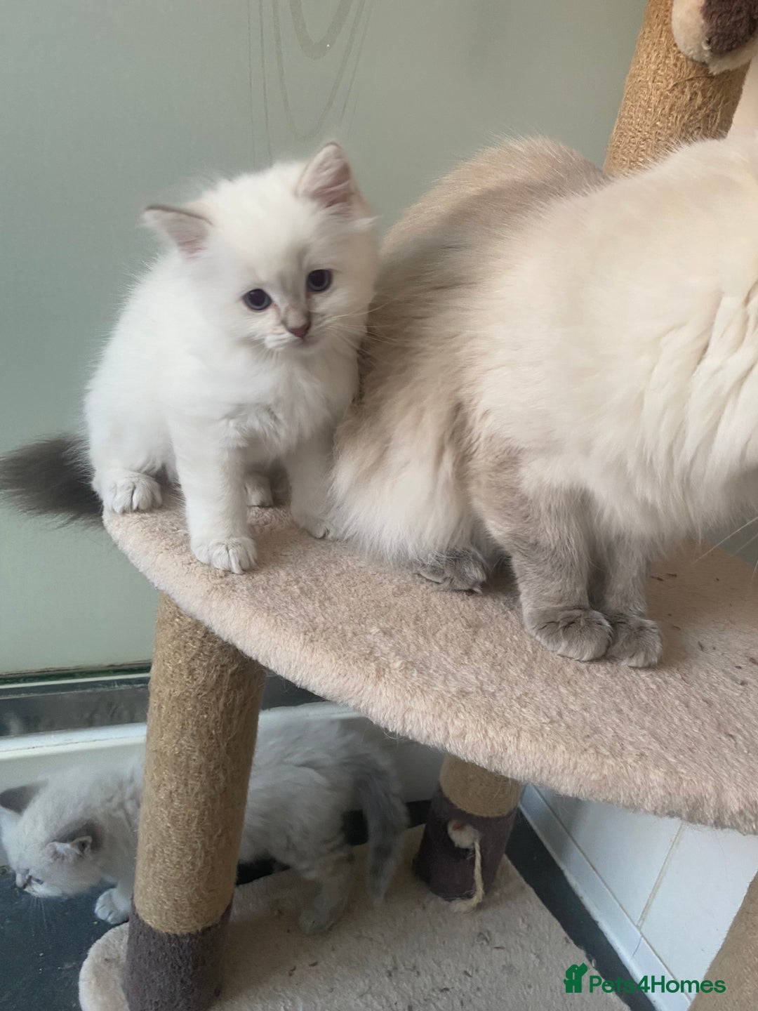 Ragdoll cats for sale: Gccf registered 3 boys left can deliver  - Image 5