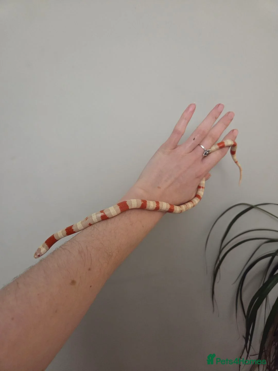 Milk Snake reptiles for sale: Albino milk snake - Advert 3