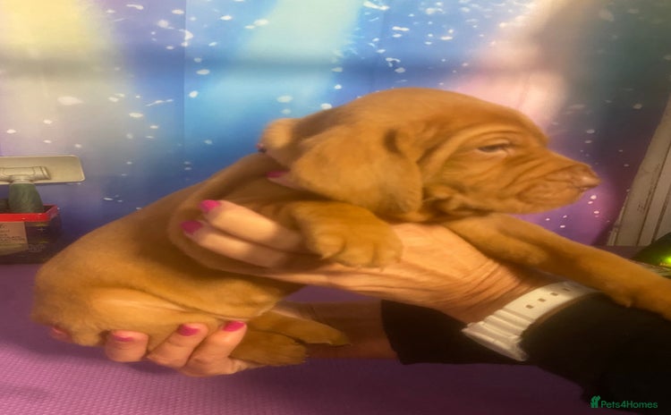 Hungarian Vizsla dogs - Advert 2