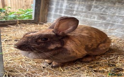 English Lop rabbits for sale: Female rabbit with hutch  in Swindon - Image 1