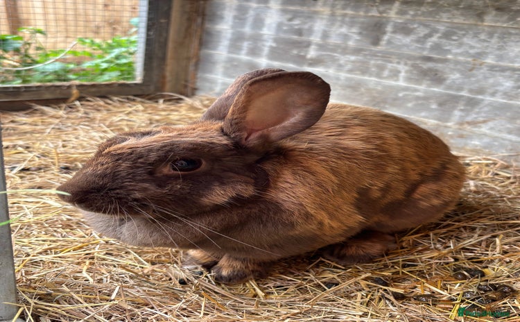 English Lop rabbits in Swindon - Advert 8