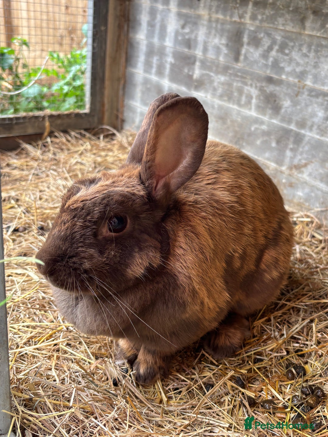 English Lop rabbits for sale: Female rabbit with hutch  in Swindon - Image 1