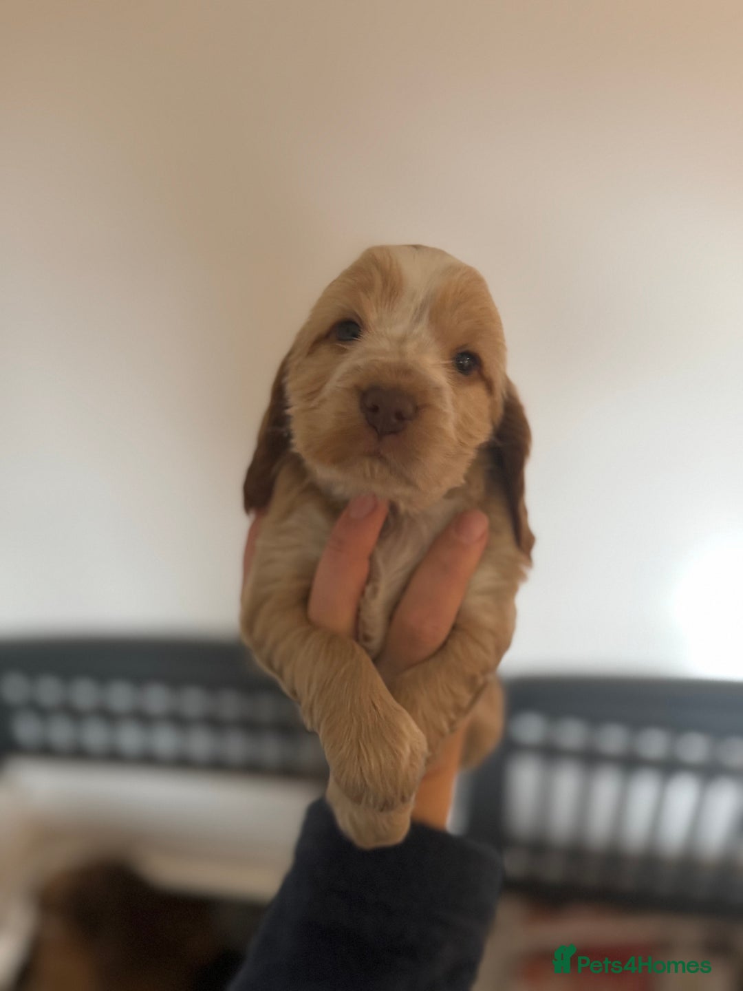 Cocker Spaniel dogs for sale: Last stunning KC show cocker - Advert 20