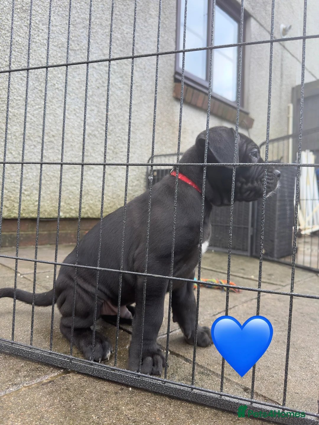 Mixed Breed dogs for sale: Presa X Neo puppies R2G! last available female  - Advert 16