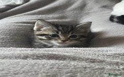 Mixed Breed cats for sale: Grey Tabbies - Image 5