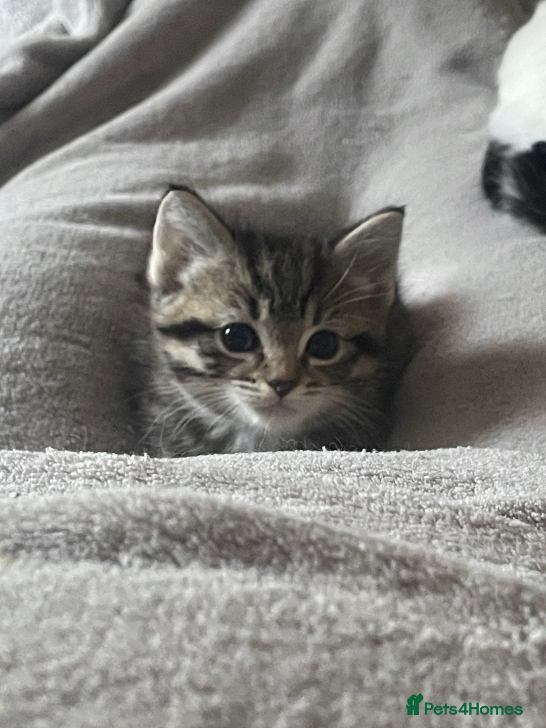 Mixed Breed cats for sale: Grey Tabbies - Image 5