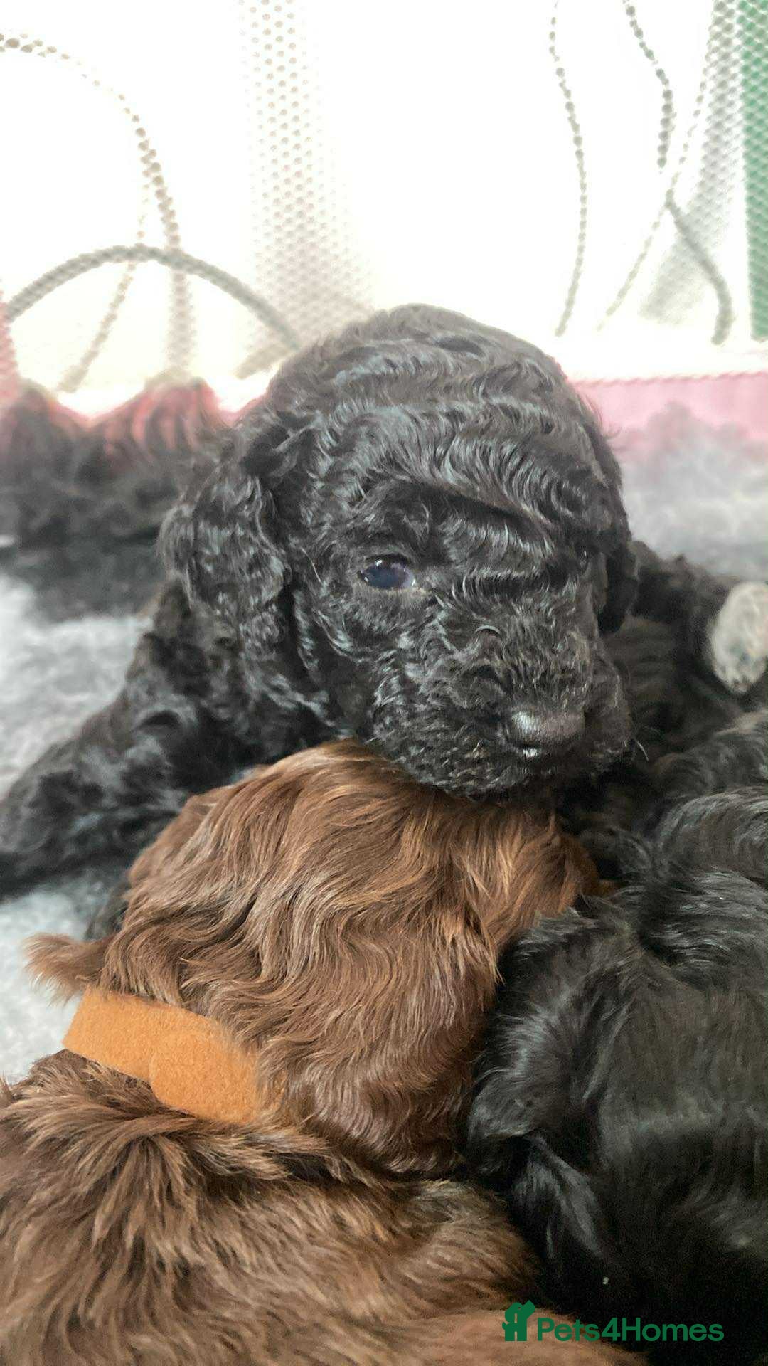 Cockapoo dogs for sale: Stunning F1b cockapoos - Image 1