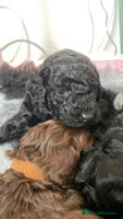 Cockapoo dogs - Advert 8