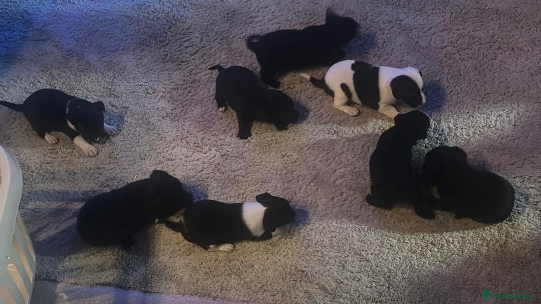 Jack Russell dogs for sale: 8 beautiful Jack Russell’s - Advert 3
