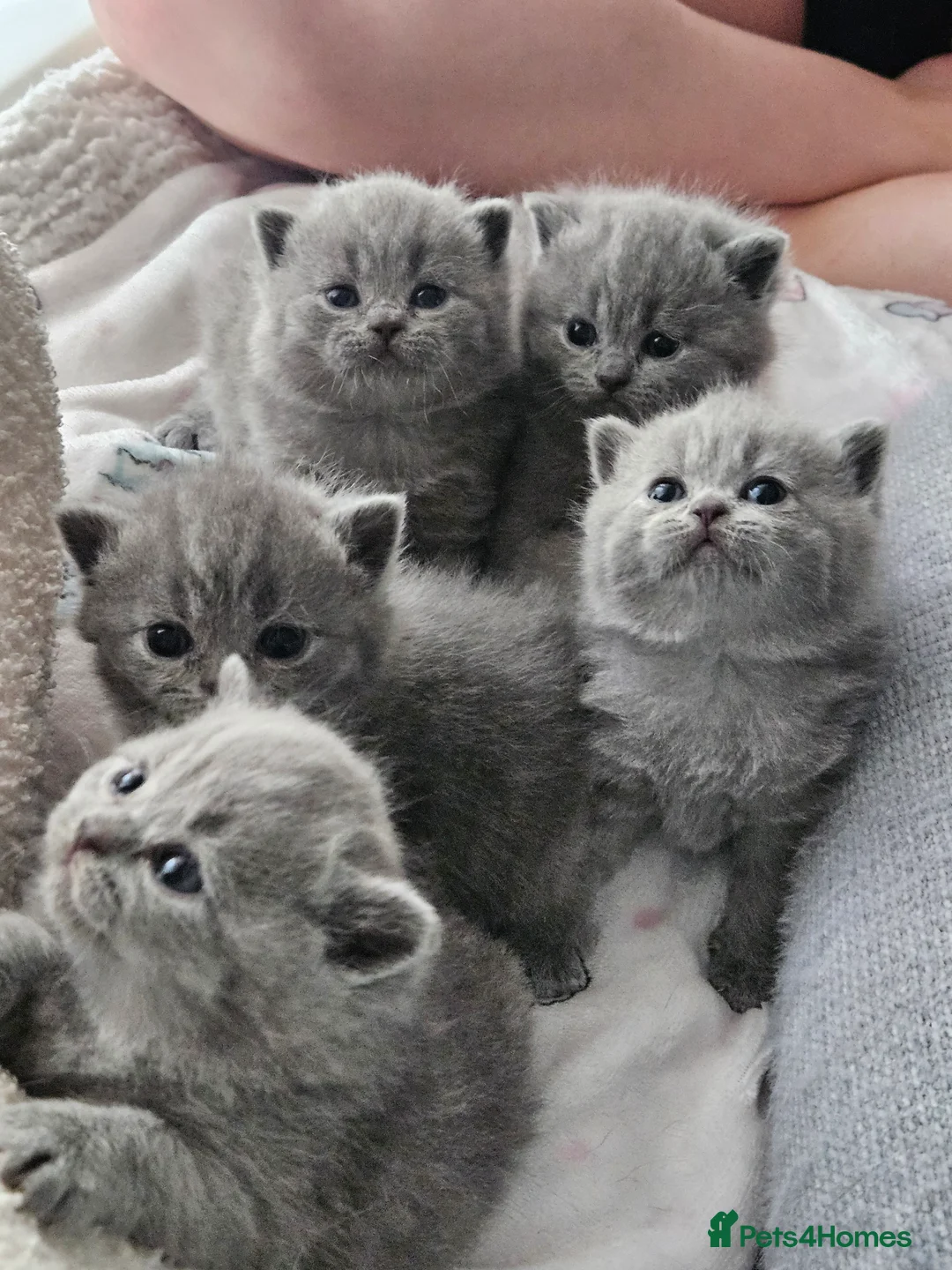 British Shorthair cats for sale: Champion British Shorthair Kittens GCCF Pure Breed - Advert 4