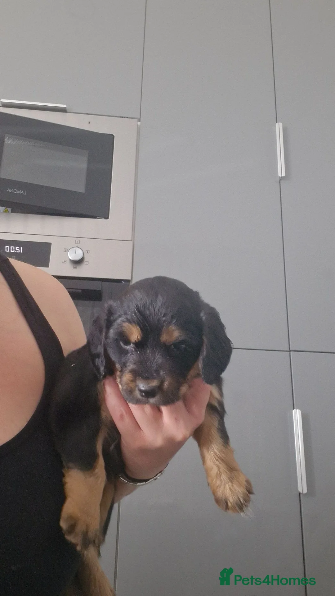 Mixed Breed dogs for sale: Puppies in Hartlepool - Advert 2