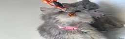Persian cats for sale: sweetest Persian Kittens you’ve ever met - Advert 5