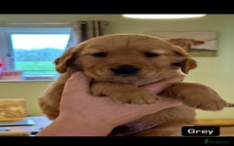 Golden Retriever dogs for sale: Gorgeous Working Type Golden Retriever Puppies  - Image 21