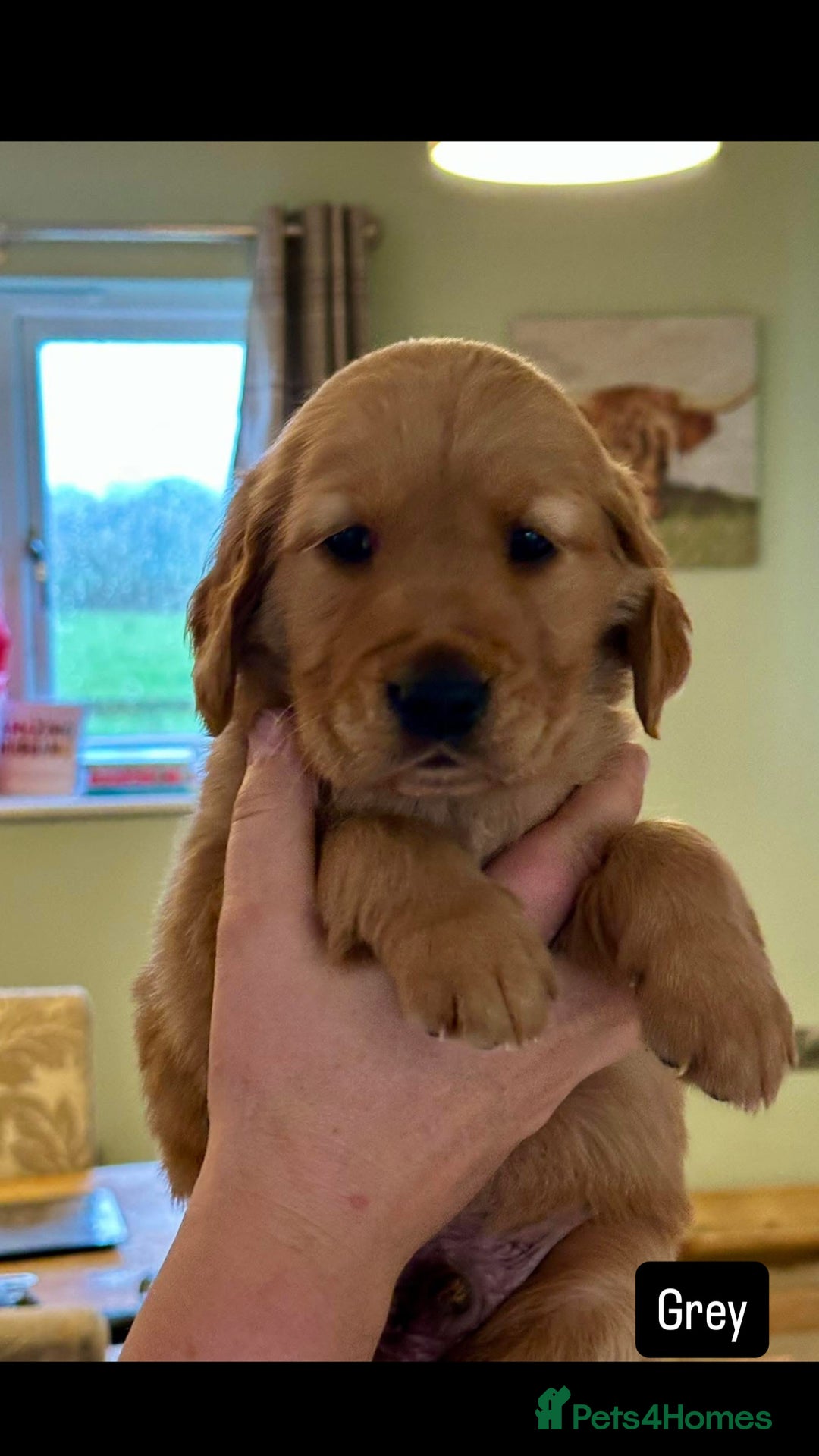 Golden Retriever dogs for sale: Gorgeous Working Type Golden Retriever Puppies  - Image 21