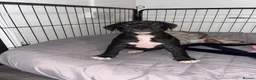 Alapaha Blue Blood Bulldog dogs for sale: Alapaha blue blood bulldog - Advert 8