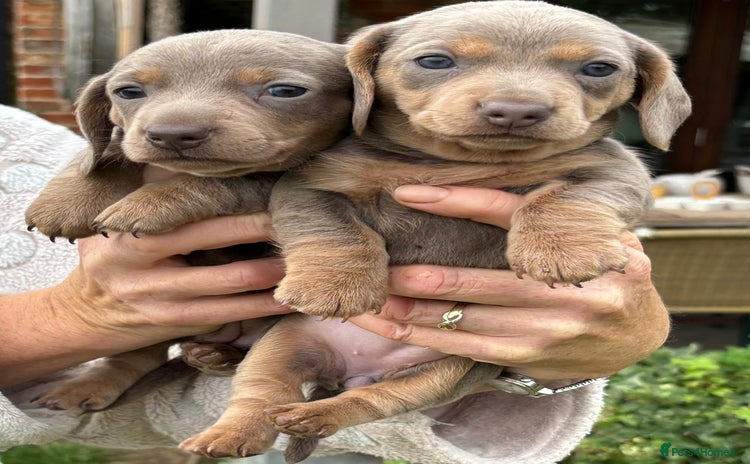 Miniature Dachshund dogs - Advert 10