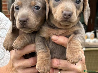 Miniature Dachshund dogs - Advert 30