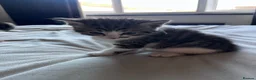 Mixed Breed cats for sale: X4 male kittens  in Hornsea - Advert 17
