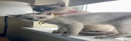 British Shorthair cats for sale: GCCF BluePoint BSH Kittens 💙 - Advert 8