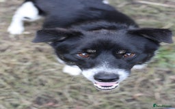 Mixed Breed dogs for adoption: 💙🐶 BOB 🐶💙 - Image 10