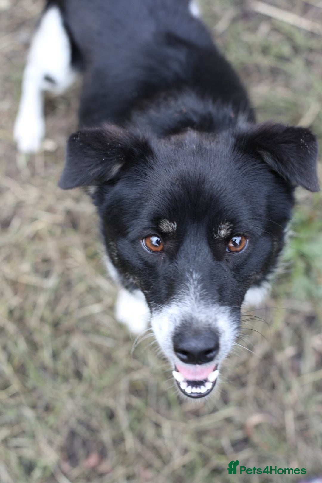 Mixed Breed dogs for adoption: 💙🐶 BOB 🐶💙 - Image 10