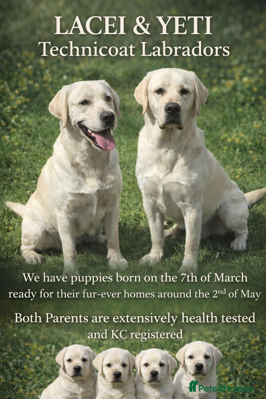 Labrador Retriever dogs White/Cream Labrador Retriever Puppies available  - Advert 1