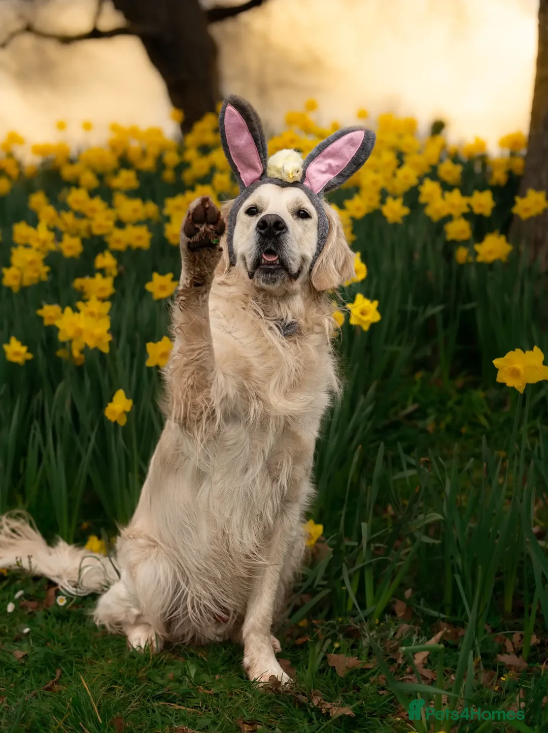 Golden Retriever dogs for stud: Kind, intelligent and loving therapy dog for stud - Advert 14