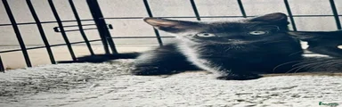 Black cute male ( Willy )