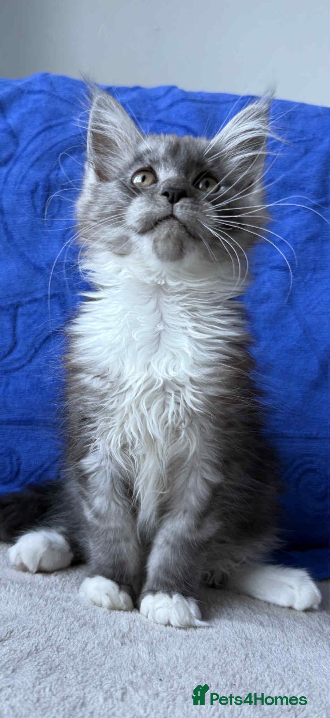 Maine Coon cats for sale: Maine coon girl - Advert 1