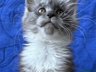 Maine Coon cats Maine coon girl - Advert 4