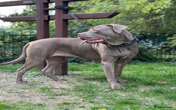 Cane Corso dogs for sale: Lilac girl corso  - Image 2