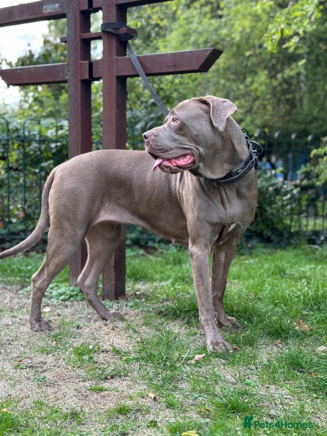 Cane Corso dogs for sale: Lilac girl corso  - Image 2
