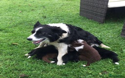 Border Collie dogs for sale: Gorgeous border collie puppies - Image 11