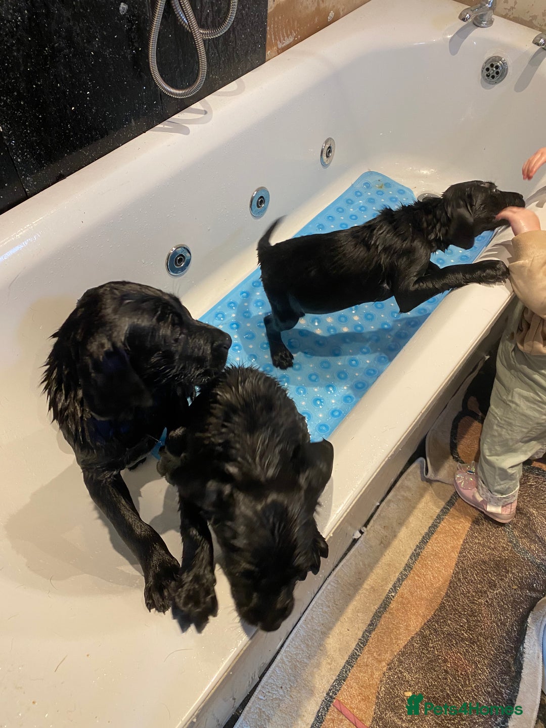 Labrador Retriever dogs for sale: Kc Labrador puppy ALLinjectionsfleawormchipinsured - Image 19